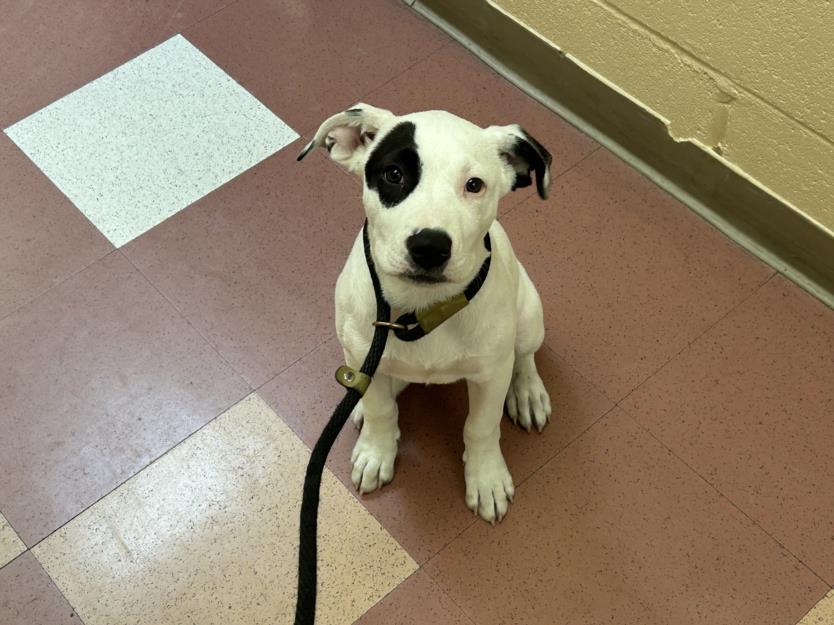 adoptable Dog in Martinez, CA named SPOTTY