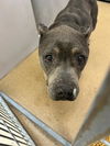 adoptable Dog in , CA named A1022836