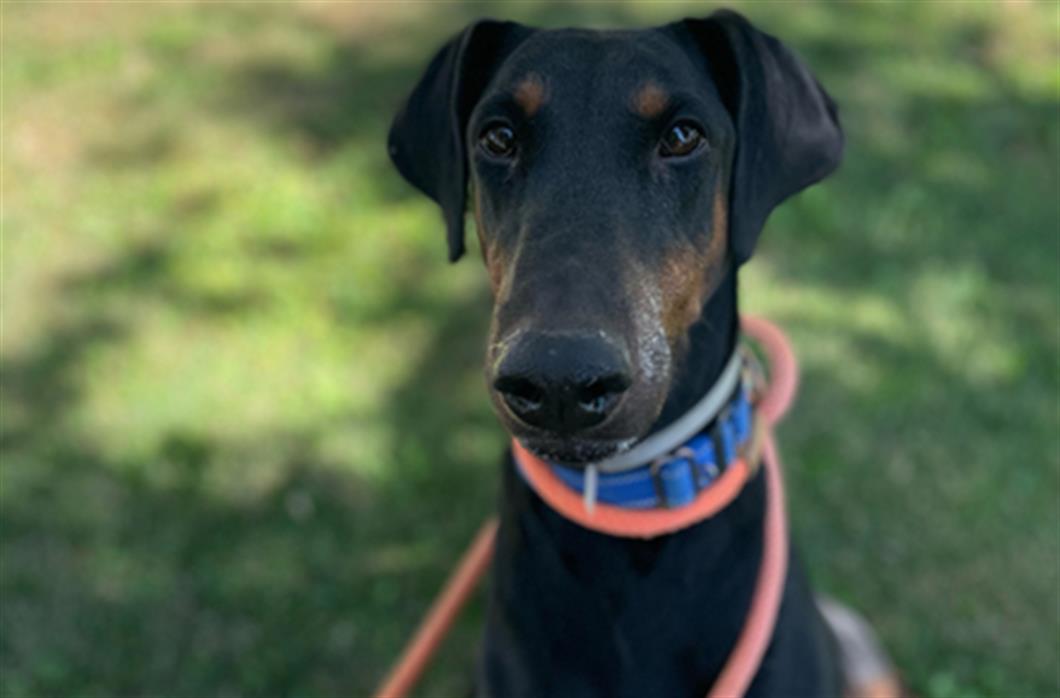 adoptable Dog in Martinez, CA named FIDGET