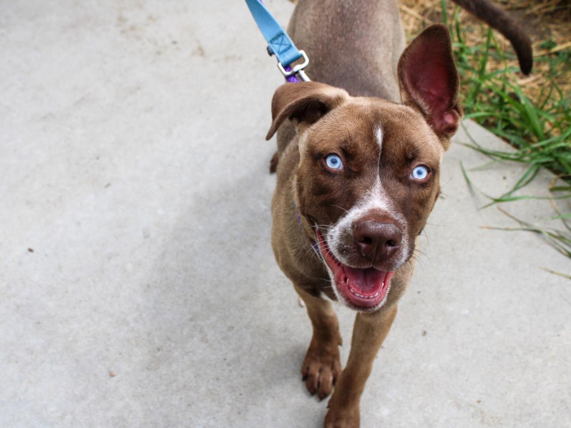 adoptable Dog in Martinez, CA named DENZEL