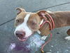 adoptable Dog in , CA named SAM ELLIOT