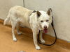 adoptable Dog in , CA named BUTTERS