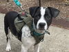 adoptable Dog in , CA named TRACKER JACK