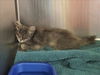 adoptable Cat in , CA named A1022556