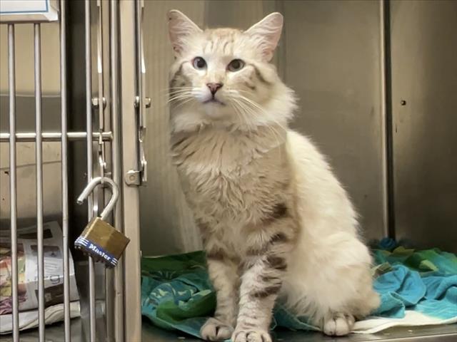 adoptable Cat in Martinez, CA named VICTOR