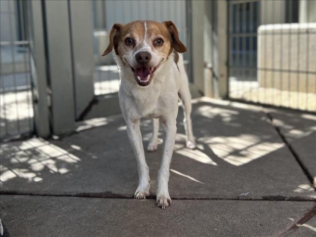 adoptable Dog in Martinez, CA named SETH GREEN