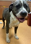 adoptable Dog in , CA named A1022768