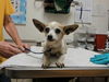 adoptable Dog in , CA named BILLIE BURKE