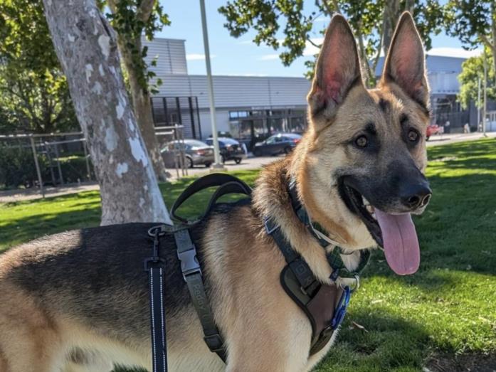 adoptable Dog in Martinez, CA named ANTONIO