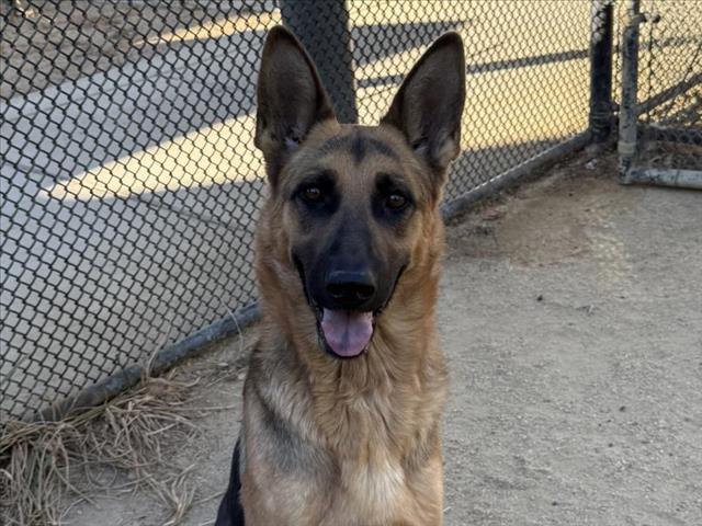 adoptable Dog in Martinez, CA named DAISY