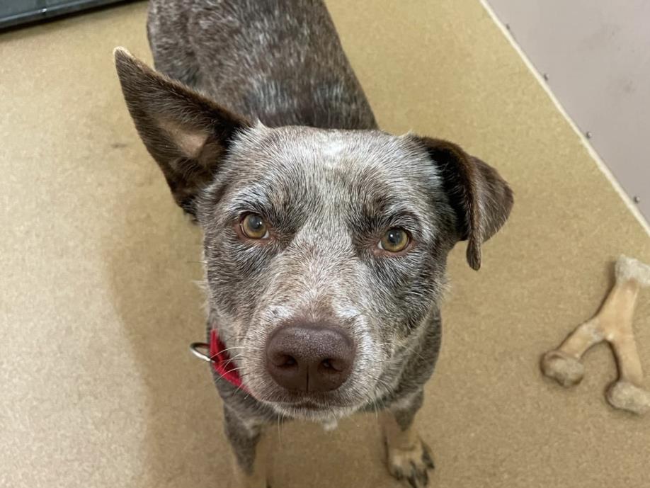 adoptable Dog in Martinez, CA named MARVIN