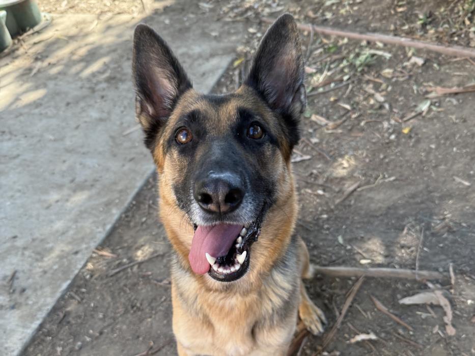 adoptable Dog in Martinez, CA named VIOLET