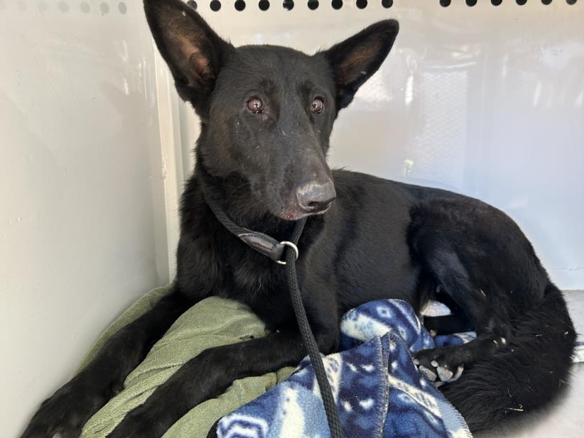 adoptable Dog in Martinez, CA named RAVEN