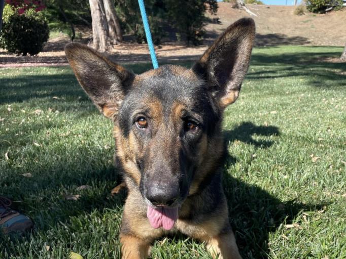 adoptable Dog in Martinez, CA named MOOSE