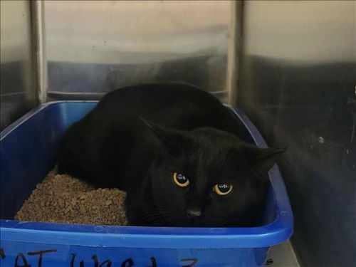 picture of the cat needing adoption