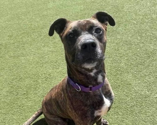 picture of the dog needing adoption