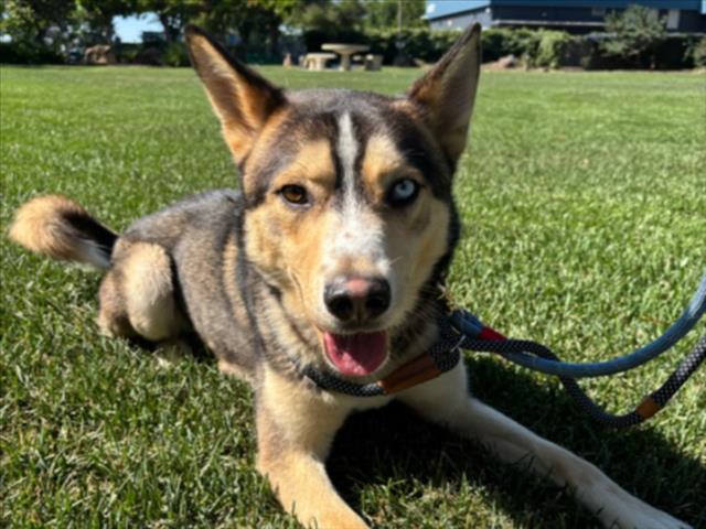 adoptable Dog in Martinez, CA named REESE