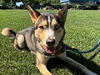 adoptable Dog in martinez, CA named REESE