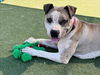 adoptable Dog in martinez, CA named LIZZIE