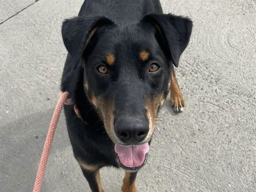picture of the dog needing adoption