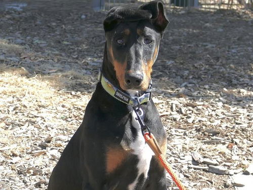 picture of the dog needing adoption