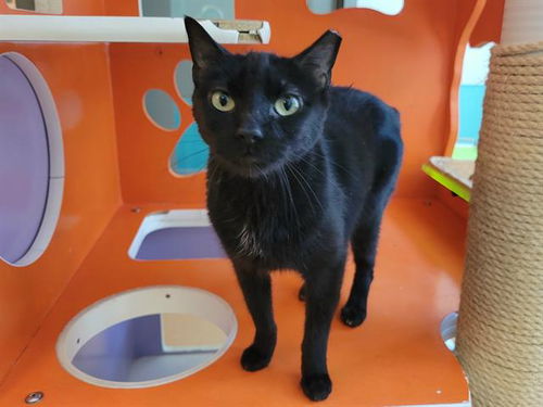 picture of the cat needing adoption