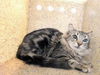 adoptable Cat in  named GENEVIEVE