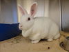 adoptable Rabbit in martinez, CA named MARSHMELLOW
