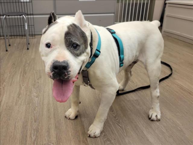 adoptable Dog in Martinez, CA named GEORGE