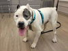 adoptable Dog in martinez, CA named GEORGE