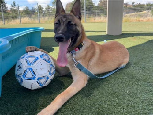 picture of the dog needing adoption