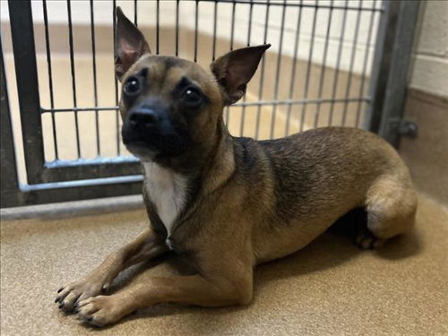 picture of the dog needing adoption