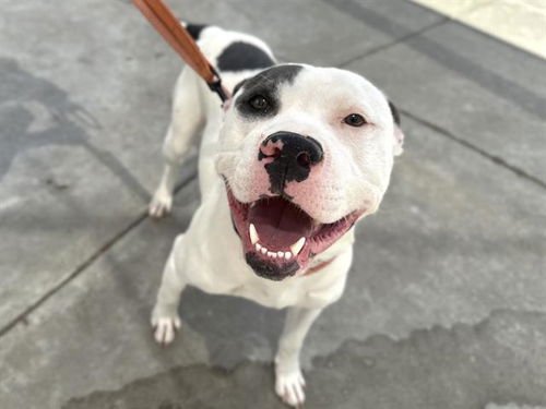 picture of the dog needing adoption