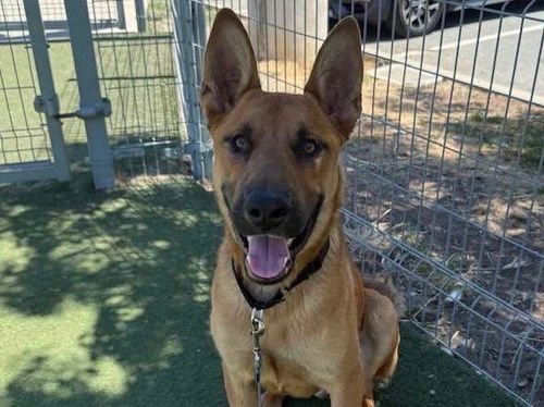 picture of the dog needing adoption