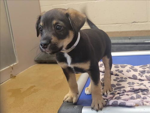 picture of the dog needing adoption