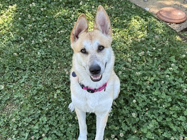 picture of the dog needing adoption