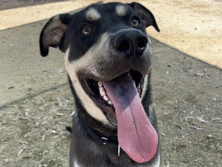 picture of the dog needing adoption