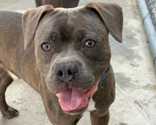 picture of the dog needing adoption