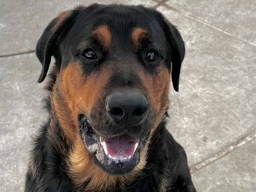 picture of the dog needing adoption