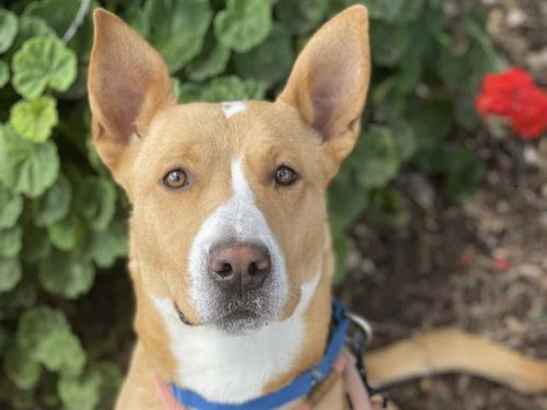 picture of the dog needing adoption