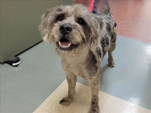 picture of the dog needing adoption
