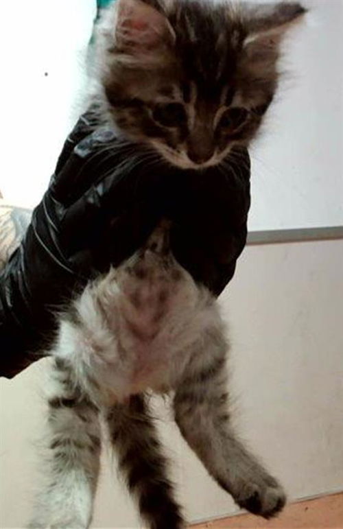 picture of the cat needing adoption