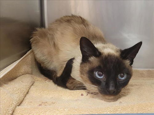 picture of the cat needing adoption