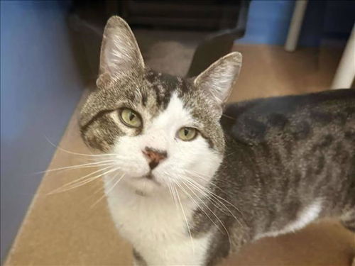 picture of the cat needing adoption