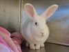 adoptable Rabbit in martinez, CA named FRENCHIE