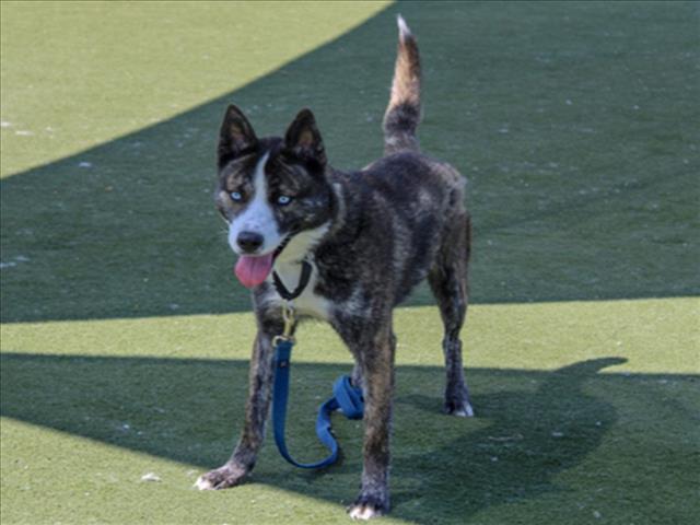 adoptable Dog in Martinez, CA named AMADEUS