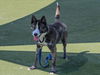 adoptable Dog in martinez, CA named AMADEUS