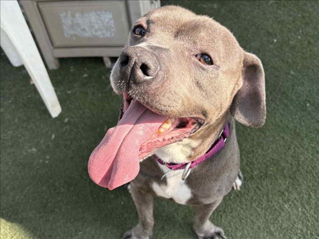 adoptable Dog in Martinez, CA named BUCKEE