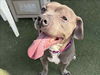 adoptable Dog in martinez, CA named BUCKEE