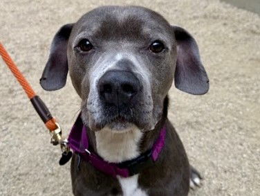 adoptable Dog in Martinez, CA named BUCKEE